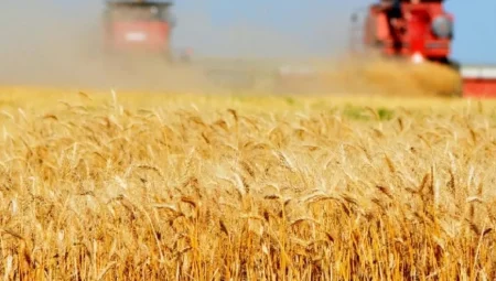 Adana’da buğday hasadı erkenden başladı: ‘Verim yüksek ama fiyat beklentisi endişe yaratıyor’